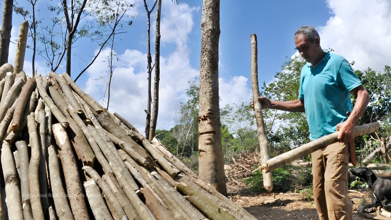Félix Lemus, exboxeador cubano recogiendo madera